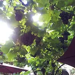 Weingut Haxel