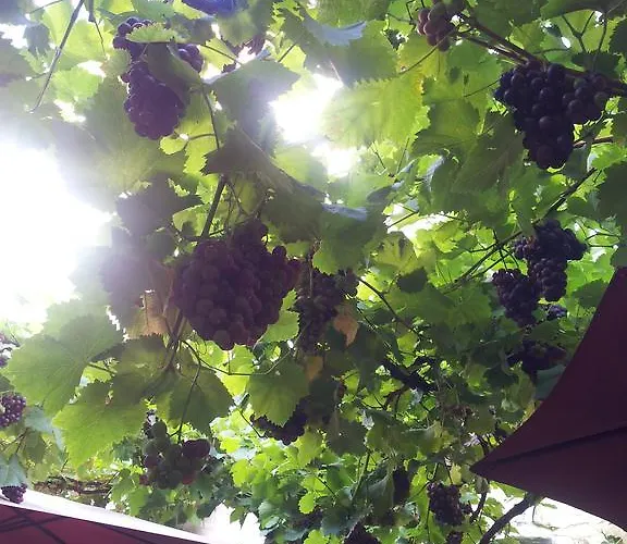 Weingut Haxel